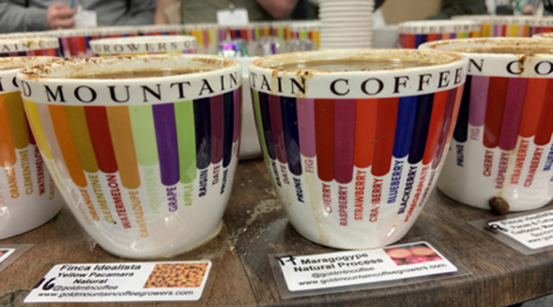 Gold Mountain Style Cupping in NOLA