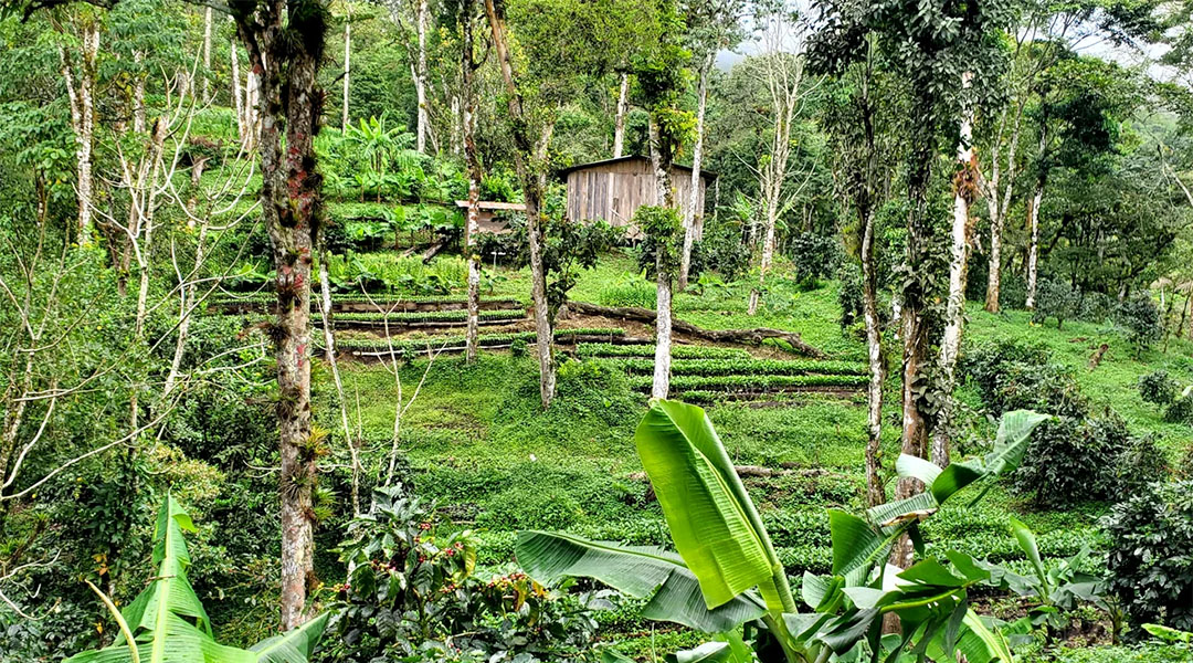 NicaNola Coffee: Grown in Nicaragua – Roasted in NOLA